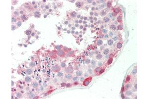 Anti-BAG6 / G3 / Scythe antibody IHC staining of human testis. (BAT3 anticorps  (AA 943-992))