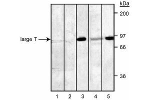 anti-SV40 Large T Antigen antibody