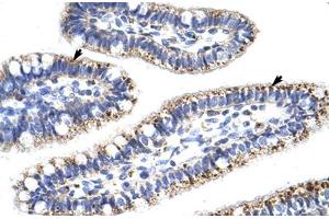 Immunohistochemical staining (Formalin-fixed paraffin-embedded sections) of human intestine with KLHL13 polyclonal antibody . (KLHL13 anticorps  (AA 6-55))