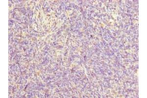 Immunohistochemistry of paraffin-embedded human thymus tissue using ABIN7165378 at dilution of 1:100 (FAM124A anticorps  (AA 1-300))
