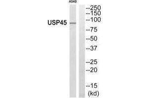 Western blot analysis of extracts from A549 cells, using USP45 antibody. (USP45 anticorps)