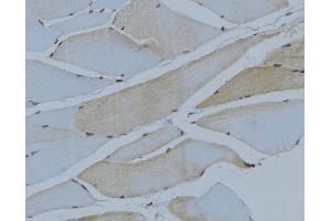 ABIN6275045 at 1/100 staining Mouse muscle tissue by IHC-P.