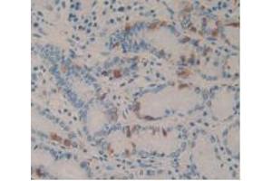 IHC-P analysis of Human Stomach Tissue, with DAB staining. (CCK8 anticorps)