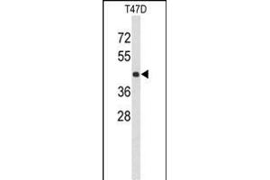 Western blot analysis of KCTD12 Antibody (Center) (ABIN653221 and ABIN2842756) in T47D cell line lysates (35 μg/lane). (KCTD12 anticorps  (AA 242-269))