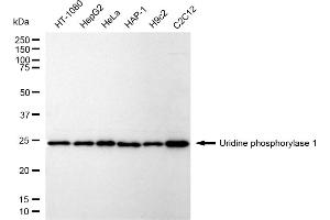 Western blotting analysis using Uridine phosphorylase 1 antibody (ABIN7800774).