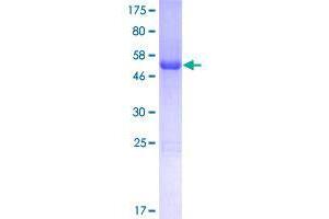 Image no. 1 for Coiled-Coil Domain Containing 53 (CCDC53) (AA 1-194) protein (GST tag) (ABIN1348303)