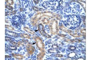 Image no. 2 for anti-Olfactory Receptor, Family 13, Subfamily C, Member 9 (OR13C9) (C-Term) antibody (ABIN202231)