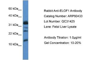 Western Blotting (WB) image for anti-Elongation Factor 1 Homolog (ELOF1) (Middle Region) antibody (ABIN786165) (ELOF1 anticorps  (Middle Region))