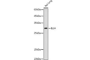 Western blot analysis of extracts of Rat lung, using IL1A antibody (ABIN6129280, ABIN6142331, ABIN6142332 and ABIN6217051) at 1:1000 dilution. (IL1A anticorps  (AA 112-271))