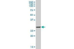 COMT MaxPab polyclonal antibody. (COMT anticorps  (AA 1-221))
