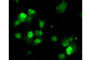 Immunofluorescence (IF) image for anti-Protein Phosphatase Methylesterase 1 (PPME1) antibody (ABIN1500297) (PPME1 anticorps)