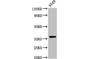 Western Blot Positive WB detected in: A549 whole cell lysate All lanes: ZNF488 antibody at 3. (ZNF488 anticorps  (AA 1-200))