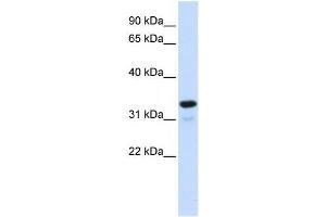 NFKBIA antibody (70R-10522) used at 0. (NFKBIA anticorps  (Middle Region))