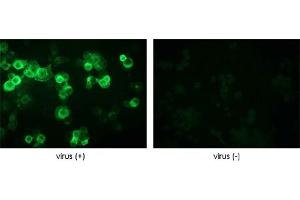 Immunofluorescence detection of baculovirus infected cells. (Baculovirus Envelope gp64 anticorps)