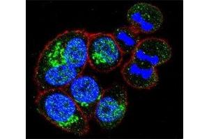 Confocal immunofluorescent analysis of anti-GAPDH antibody with HeLa cells followed by Alexa Fluor 488-conjugated goat anti-rabbit lgG (green).