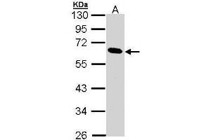 WB Image Sample (30 ug of whole cell lysate) A: 293T 10% SDS PAGE antibody diluted at 1:1000
