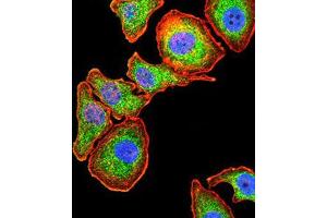 Immunofluorescence analysis of GC-7901 cells using SERPINA1 mouse mAb (green).