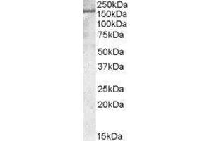 Western Blotting (WB) image for Podocalyxin-Like (PODXL) peptide (ABIN368903) (Podocalyxin-Like (PODXL) Peptide)