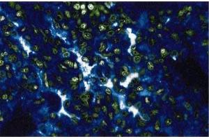 Immunofluorescent staining of rabbit lung. (p130 anticorps  (AA 26-367))