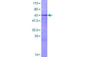 Image no. 1 for Ephrin B2 (EFNB2) (AA 1-333) protein (GST tag) (ABIN1352411)