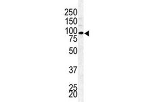 Western blot analysis of BAP1 antibody and mouse testis lysate