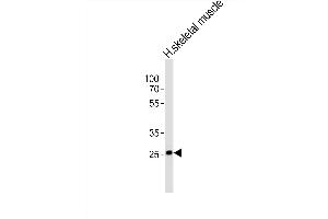 Western blot analysis of lysate from human skeletal muscle tissue lysate, using OLIG3 Antibody (Center) (ABIN6242510 and ABIN6577732). (OLIG3 anticorps  (AA 161-196))