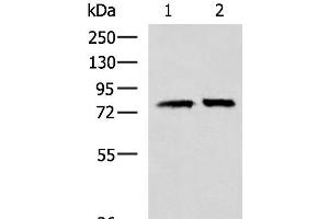 Western blot analysis of 293T cell lysates using PADI4 Polyclonal Antibody at dilution of 1:400 (PAD4 anticorps)
