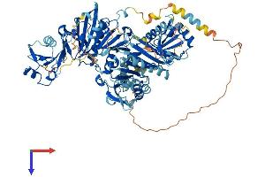 Villin-Like (VILL) (AA 1-856) protein (His tag)