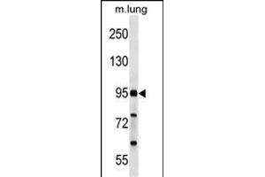 FCHO2 Antibody (Center) (ABIN1537842 and ABIN2849533) western blot analysis in mouse lung tissue lysates (35 μg/lane). (FCHO2 anticorps  (AA 137-165))