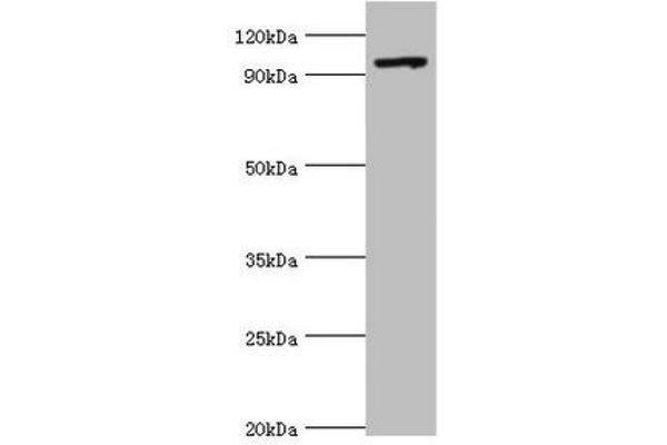 TAF1C antibody  (AA 70-320)
