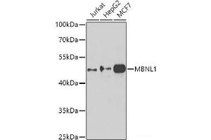 Western blot analysis of extracts of various cell lines using MBNL1 Polyclonal Antibody at dilution of 1:1000. (MBNL1 anticorps)