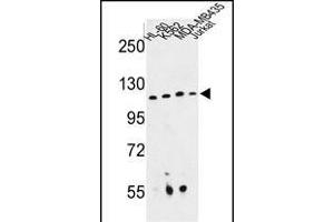 Western blot analysis of RPGRIP1 Antibody (Center) (ABIN652816 and ABIN2842532) in HL-60, K562, MDA-M, Jurkat cell line lysates (35 μg/lane). (RPGRIP1 anticorps  (AA 530-557))