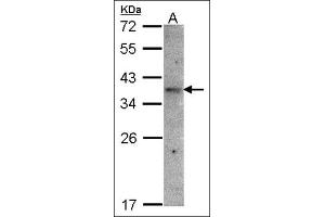 Western blot: Sample(30 µg of whole cell lysate). (OR51E1 anticorps)