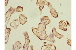 Immunohistochemistry of paraffin-embedded human placenta tissue using ABIN7142924 at dilution of 1:100 (ABI3 anticorps  (AA 1-366))