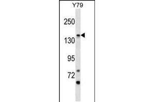Western blot analysis in Y79 cell line lysates (35ug/lane). (PIGO anticorps  (C-Term))