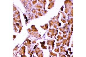 Anti- GPX1 antibody, IHC(P) IHC(P): Mosue Pancreas Tissue