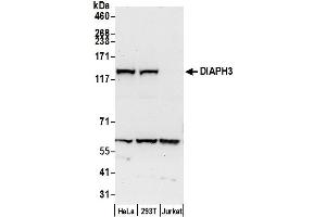 anti-Diaphanous Homolog 3 (Drosophila) (DIAPH3) (AA 1-50) antibody