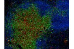 Immunofluorescence (IF) image for anti-CD8a Molecule (CD8A) antibody (Alexa Fluor 594) (ABIN2656838)