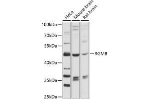 Western blot analysis of extracts of various cell lines, using RGMB antibody (ABIN6128629, ABIN6146908, ABIN6146909 and ABIN6216641) at 1:3000 dilution.