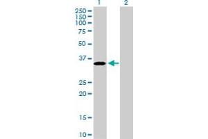 Western Blot analysis of PROCR expression in transfected 293T cell line by PROCR MaxPab polyclonal antibody. (PROCR anticorps  (AA 1-238))