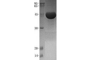 Validation with Western Blot