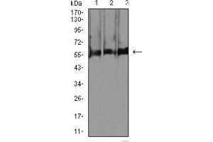 anti-RNA Binding Protein, Fox-1 Homolog 3 (RBFOX3) (AA 1-140) antibody