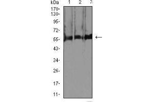Western blot analysis using RBFOX3 mouse mAb against C2C12 (1), RAW264. (NeuN anticorps  (AA 1-140))