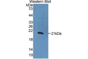 Detection of Recombinant IL1a, Human using Polyclonal Antibody to Interleukin 1 Alpha (IL1a) (IL1A anticorps  (AA 113-271))