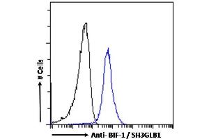 (ABIN184621)-P1 Flow cytometric analysis of paraformaldehyde fixed A431 cells (blue line), permeabilized with 0. (SH3GLB1 anticorps  (C-Term))