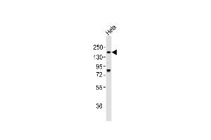 Anti-LA4 Antibody (C-term)at 1:2000 dilution + Hela whole cell lysates Lysates/proteins at 20 μg per lane. (LAMa4 anticorps  (C-Term))