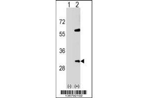 Western blot analysis of SNF8 using rabbit polyclonal SNF8 Antibody using 293 cell lysates (2 ug/lane) either nontransfected (Lane 1) or transiently transfected (Lane 2) with the SNF8 gene. (SNF8 anticorps  (N-Term))