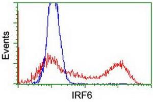 HEK293T cells transfected with either RC201579 overexpress plasmid (Red) or empty vector control plasmid (Blue) were immunostained by anti-IRF6 antibody (ABIN2454917), and then analyzed by flow cytometry. (IRF6 anticorps)