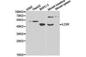 Western Blotting (WB) image for anti-Interleukin 23 Receptor (IL23R) antibody (ABIN1873208) (IL23R anticorps)
