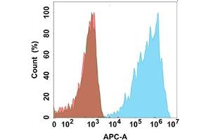 anti-CLDN18.2 antibody